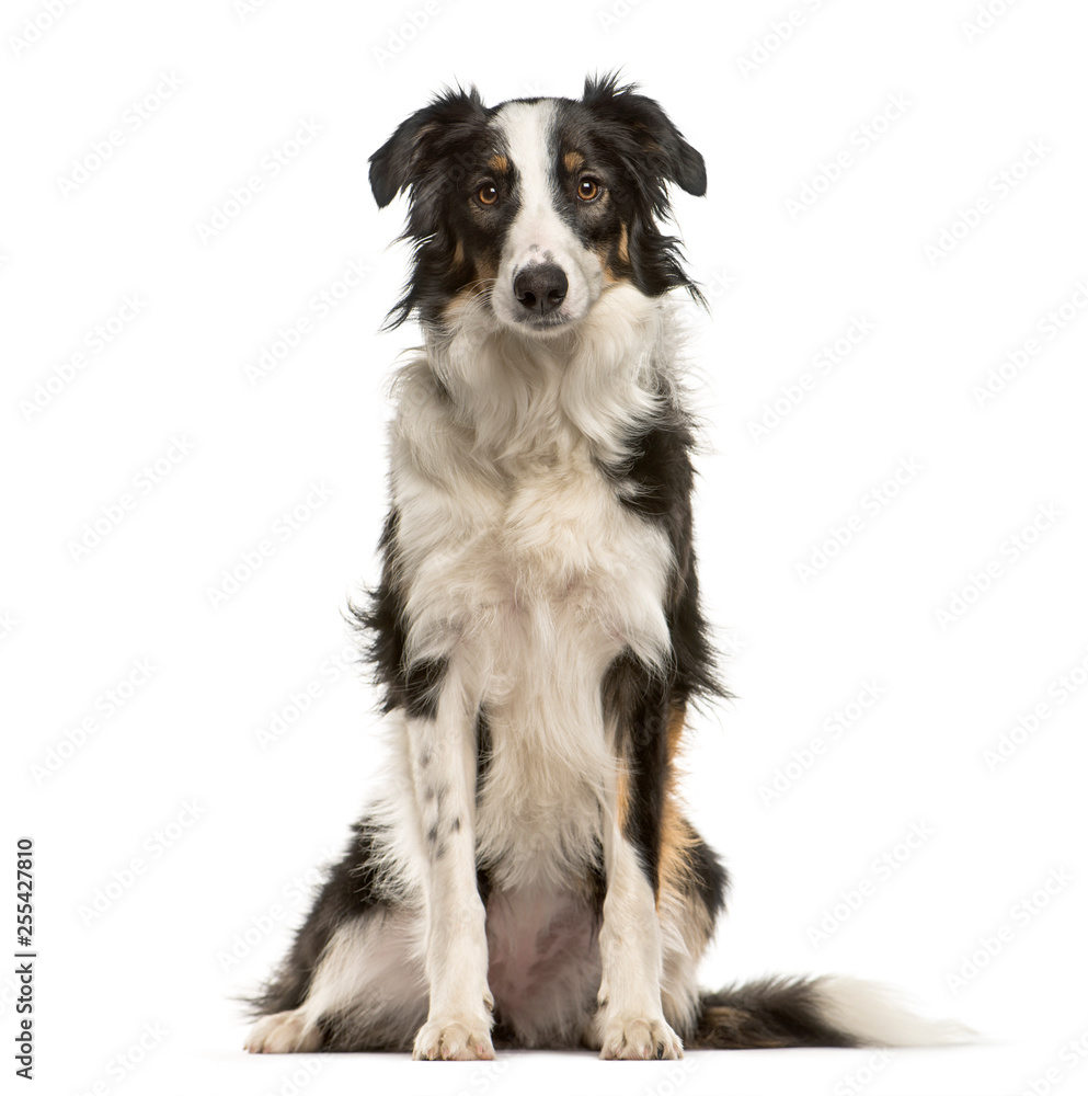 Border Collie, 9 months old, sitting in front of white backgroun