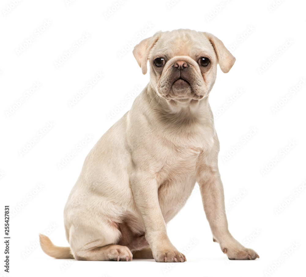 Pug, 6 months old, sitting in front of white background