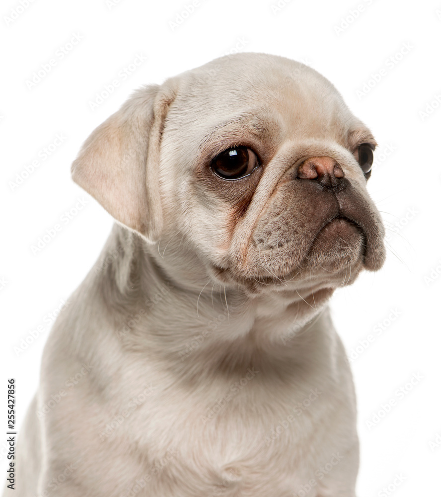 Pug in front of white background