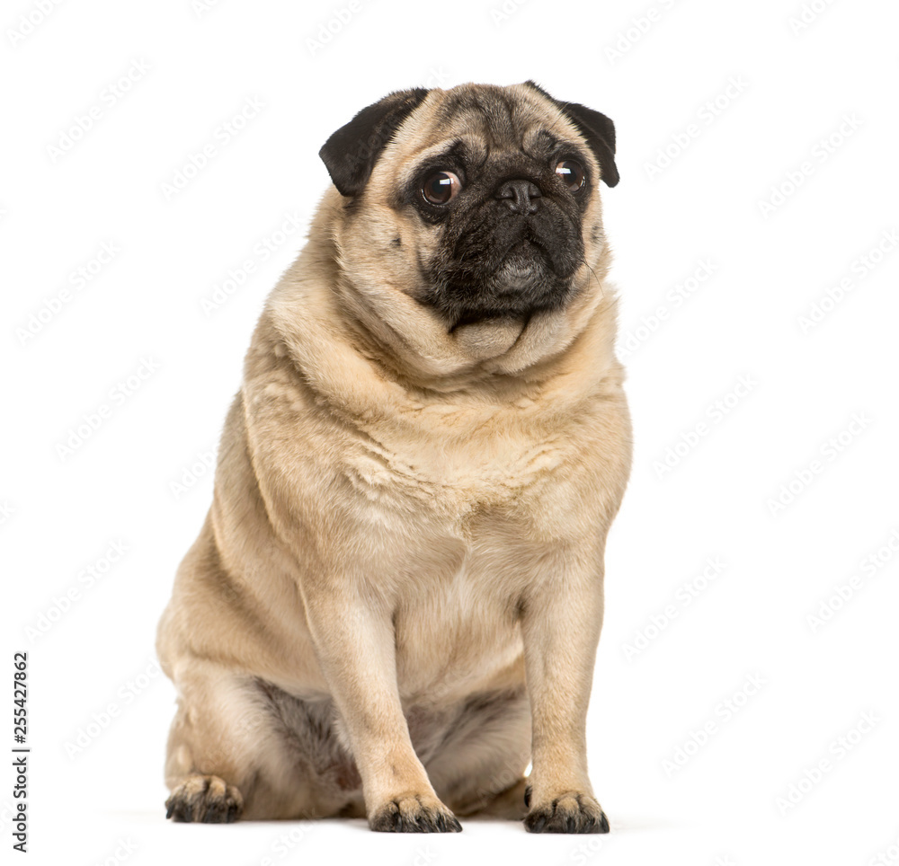 Fat pug sitting in front of white background
