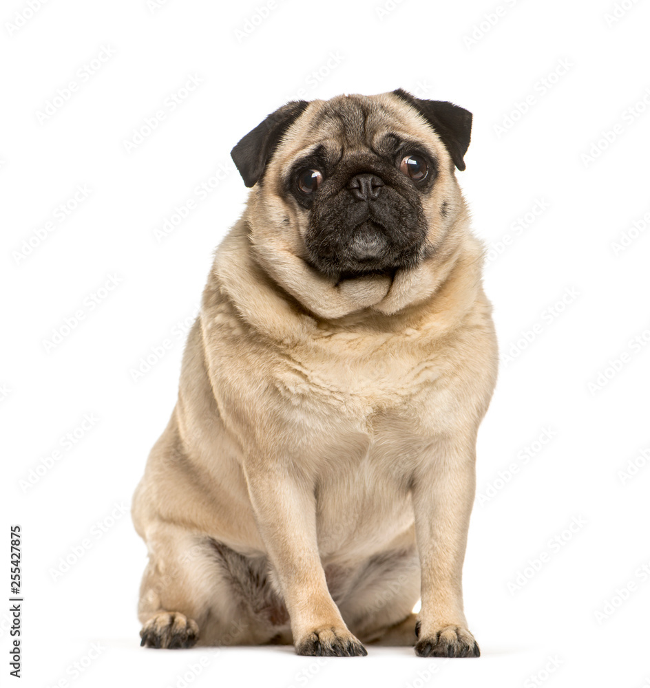 Fat pug sitting in front of white background