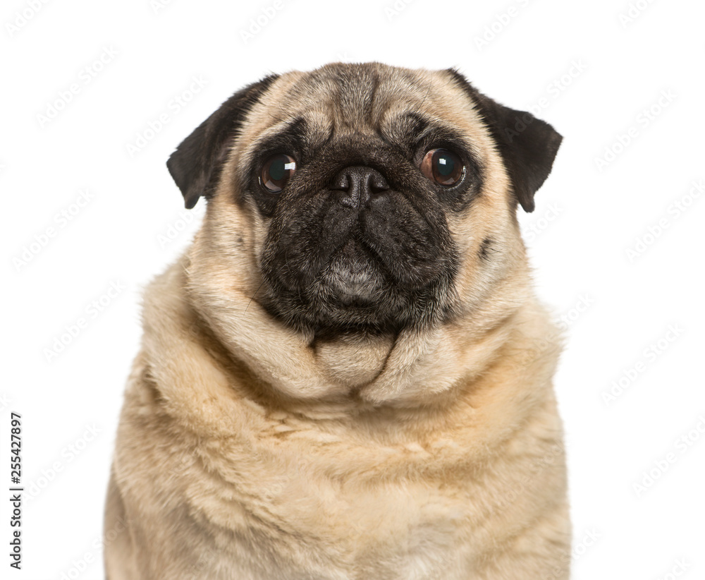 Fat pug in front of white background