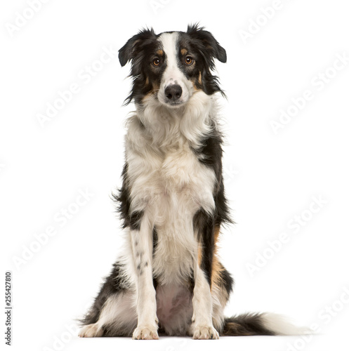 Border Collie  9 months old  sitting in front of white backgroun