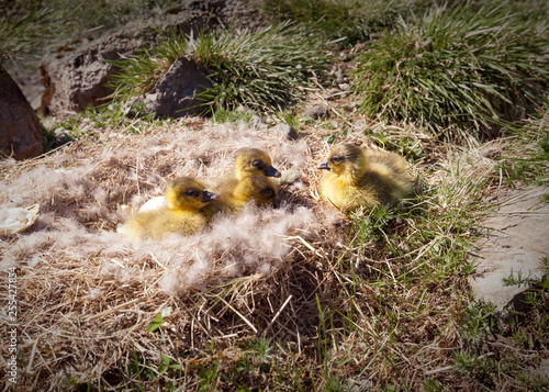 Photos Eider duck youngsters in nature at sunny day