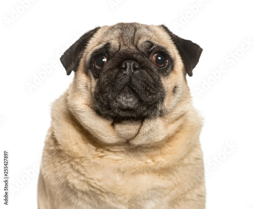 Fat pug in front of white background