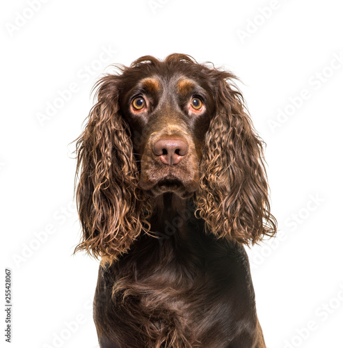 English Cocker Spaniel in front of white background