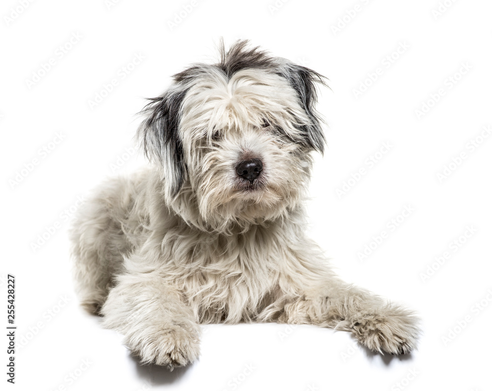 Mixed-breed dog lying in front of white background