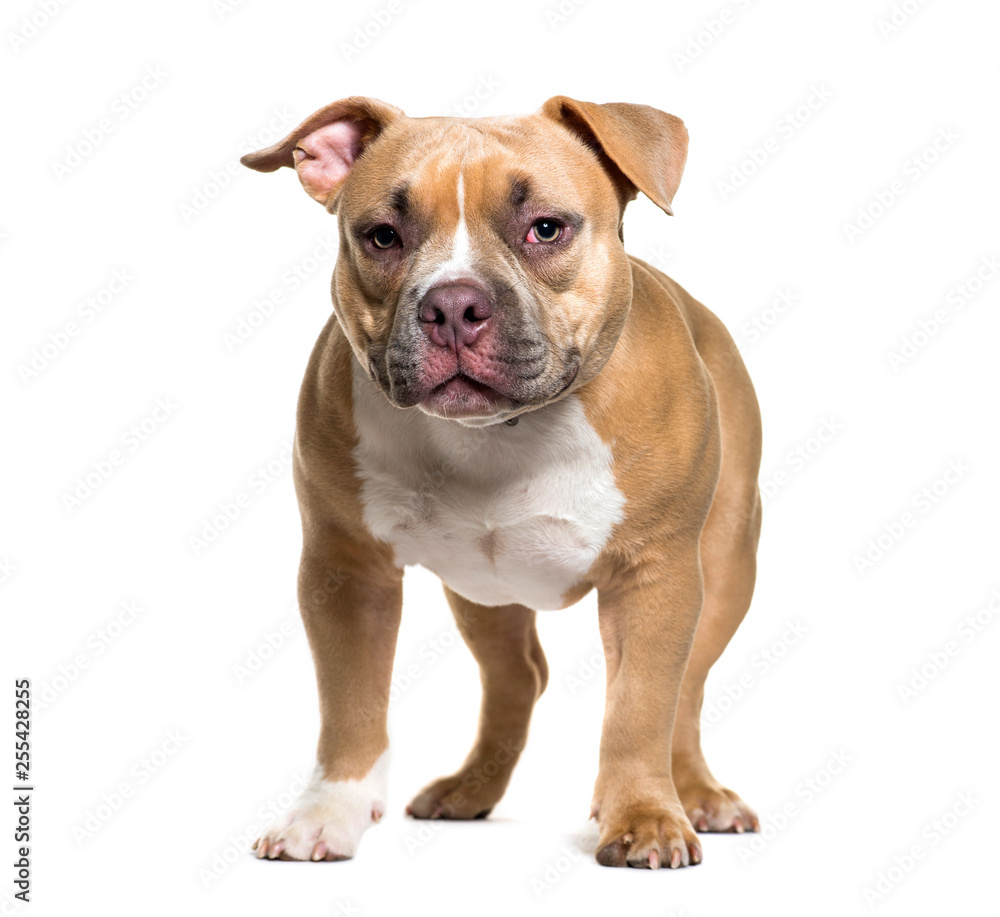 American Bully in front of white background