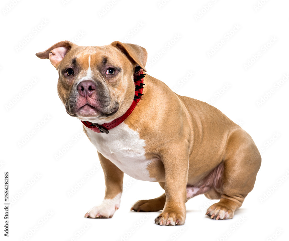American Bully sitting in front of white background