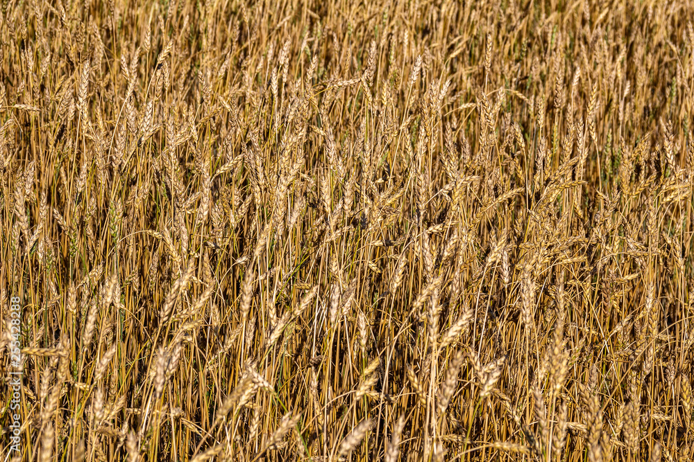 Floral background. Cereal ripe ears in field. Future harvest concept Floral background. Cereal ripe ears in field. Future harvest concept