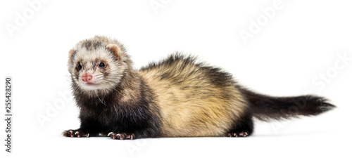 Ferret lying in front of white background