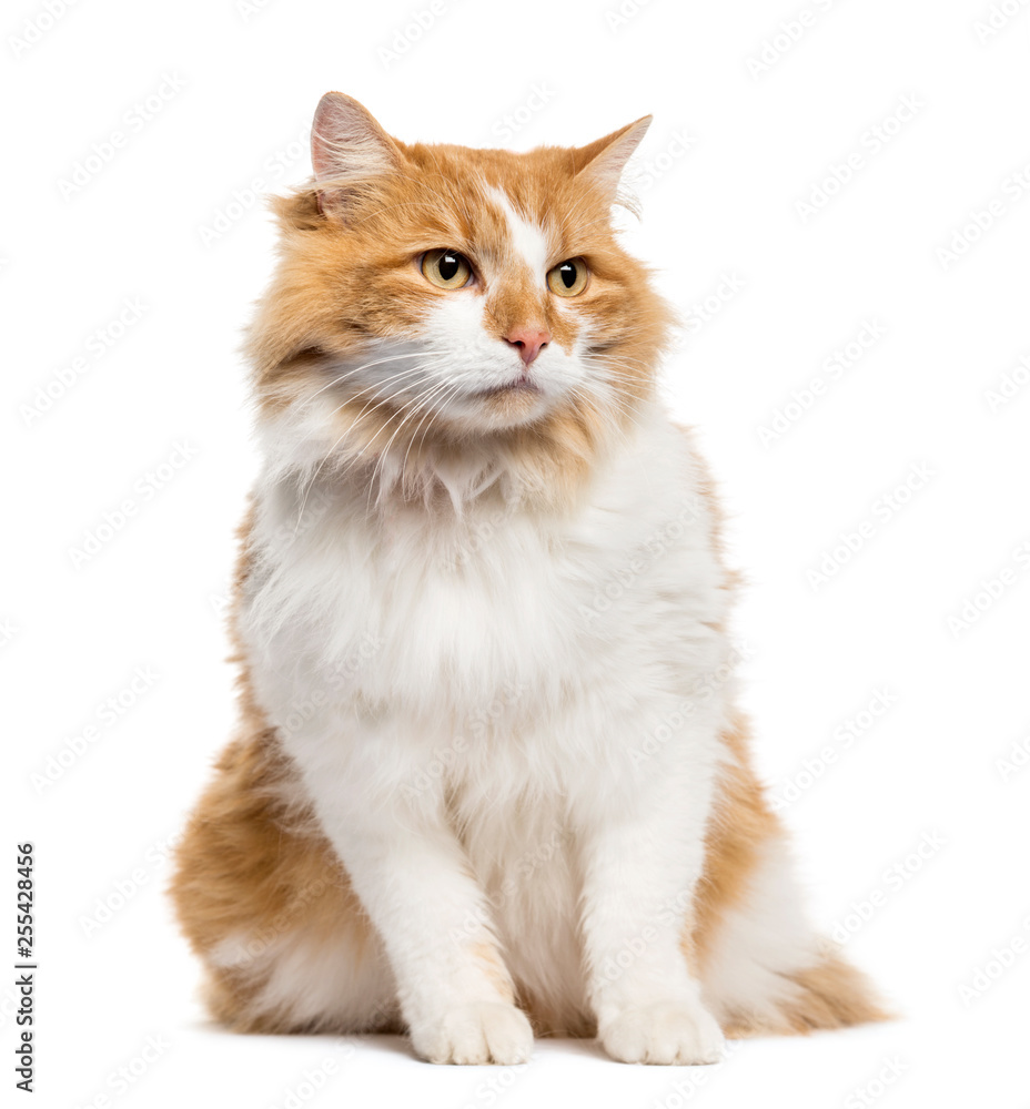 Mixed-breed cat sitting in front of white background