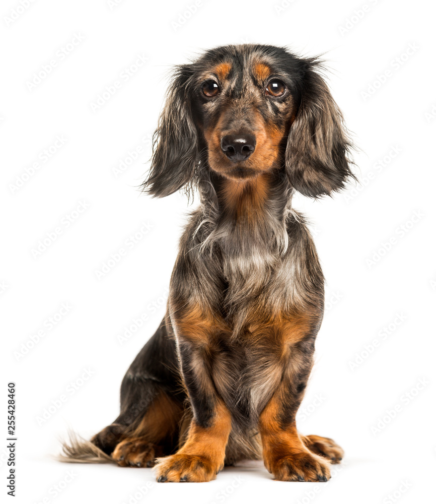 Dachshund, Sausage dog sitting in front of white background - obrazy, fototapety, plakaty 
