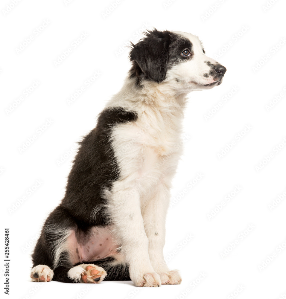 Border Collie, 2 months old, sitting in front of white backgroun Border Collie, 2 months old, sitting in front of white backgroun