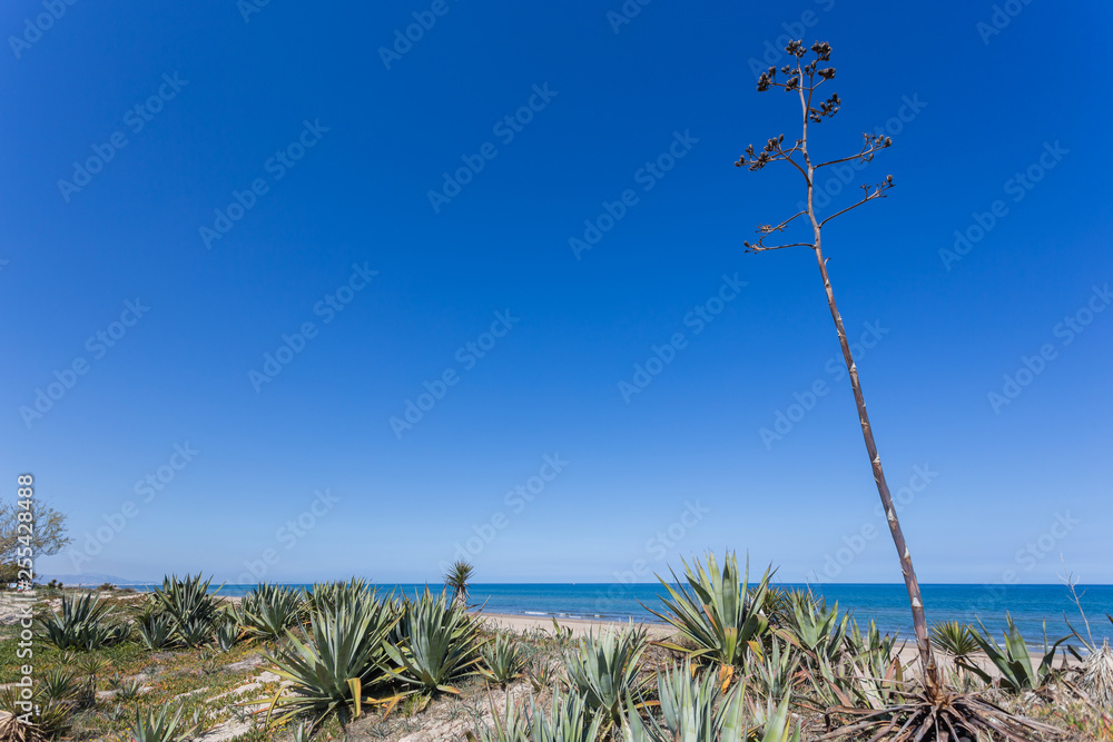 Sandy dunes in the mediterranean, Denia, Valencia, Spain