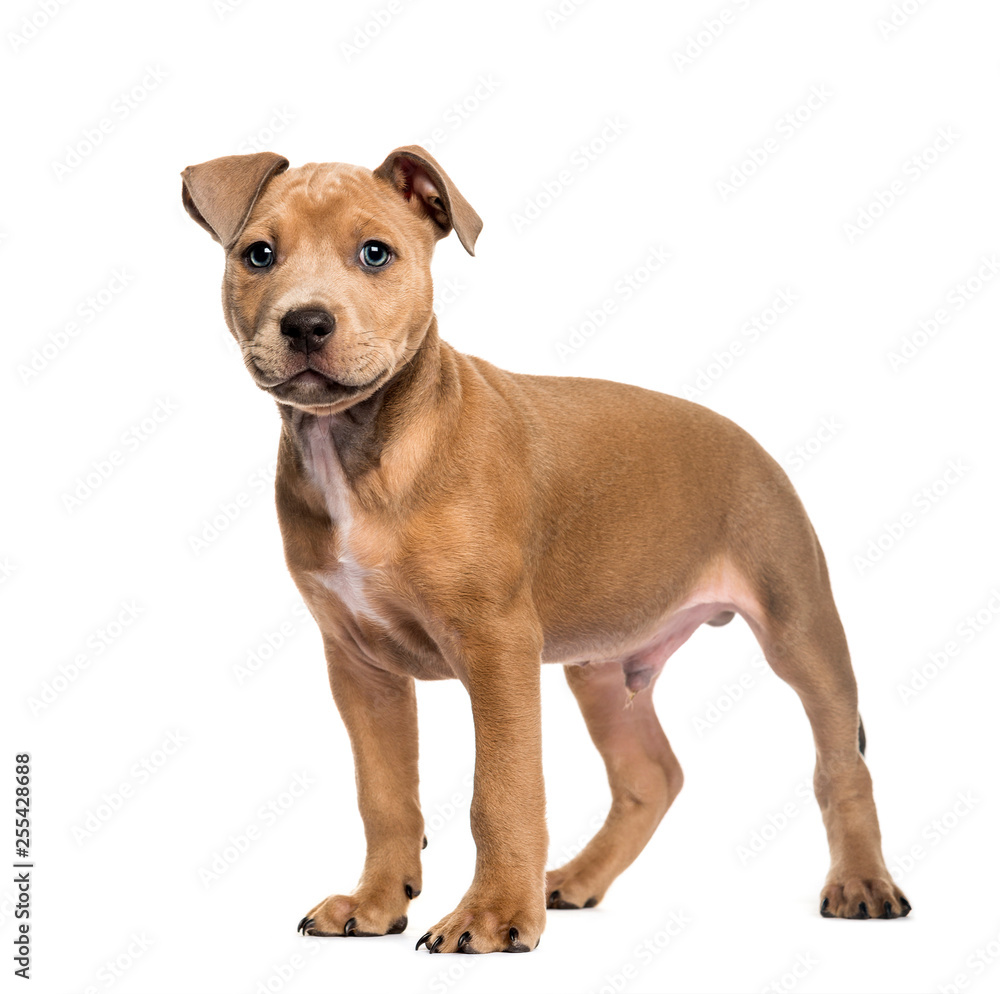 American Bully, 2 months old, in front of white background American Bully, 2 months old, in front of white background