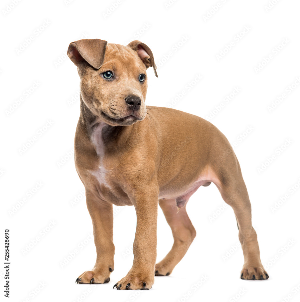 American Bully, 2 months old, in front of white background