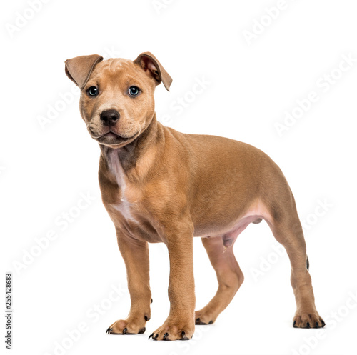American Bully, 2 months old, in front of white background
