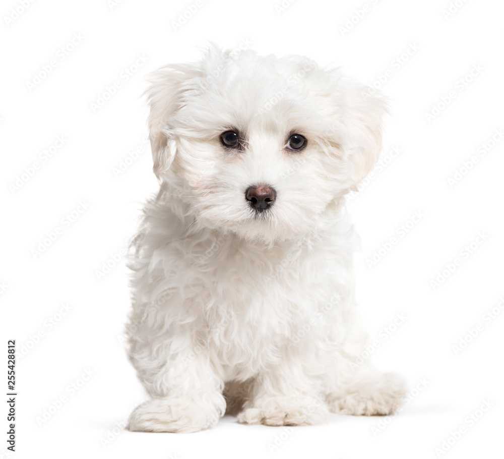 Obraz premium Maltese Dog, 3 months old, sitting in front of white background