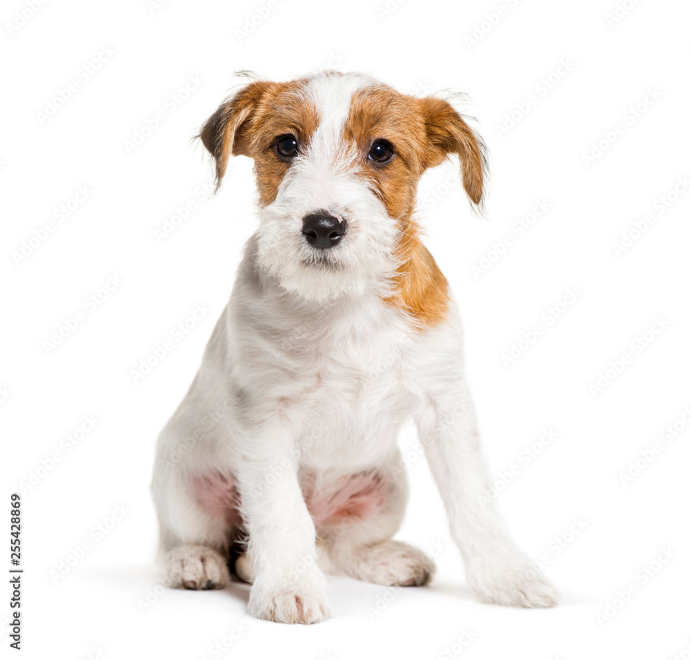 Jack Russell Terrier, 3 months old, sitting in front of white ba