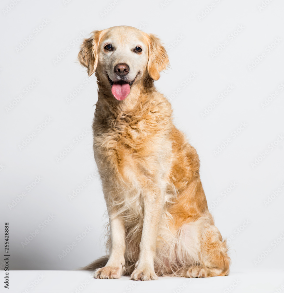 Golden Retriever sitting in front of white background Golden Retriever sitting in front of white background