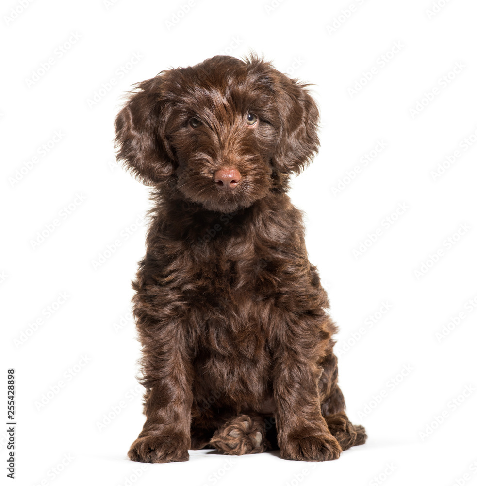 Australian Labradoodle, 2 months old, sitting in front of white - obrazy, fototapety, plakaty 
