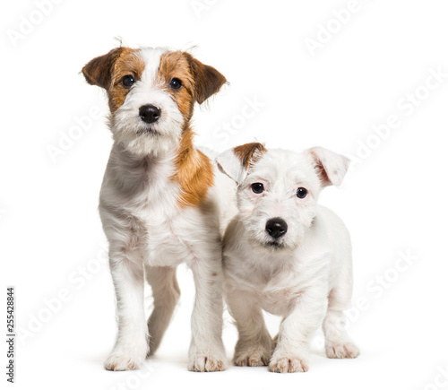 Jack Russell Terrier, 3 months old, in front of white background