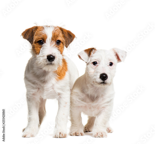 Jack Russell Terrier, 3 months old, in front of white background