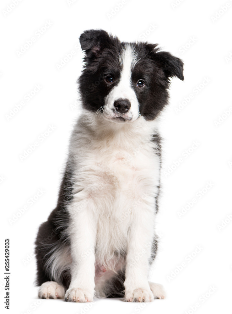 Border Collie, 3 months old, sitting in front of white backgroun Border Collie, 3 months old, sitting in front of white backgroun