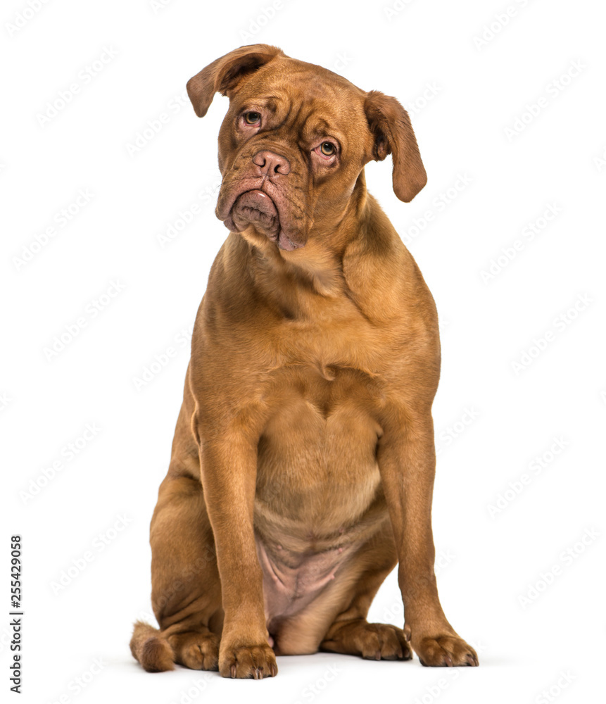 Dogue de Bordeaux sitting in front of white background Dogue de Bordeaux sitting in front of white background