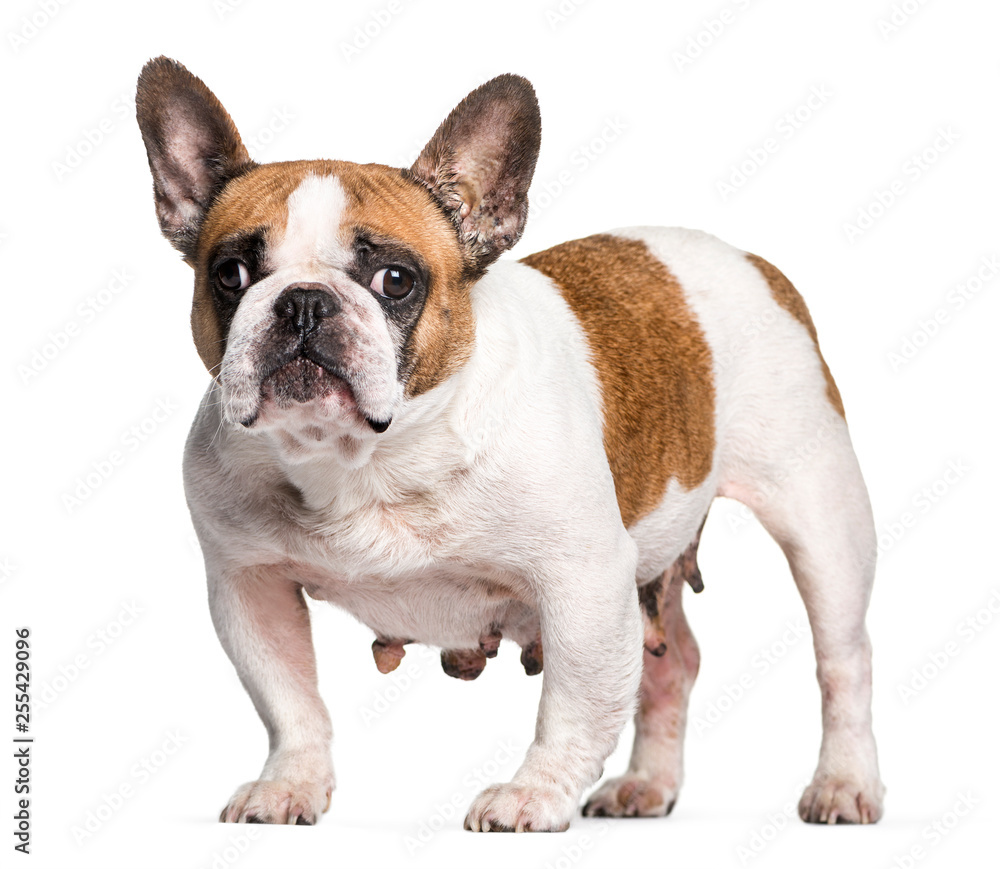 French Bulldog with breast cancer in front of white background