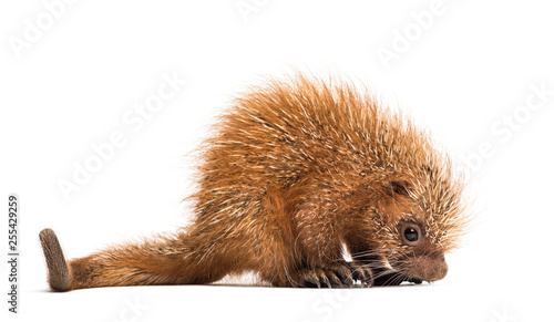 Pup prehensile-tailed porcupine, Coendou prehensilis, isolated, 15 days old photo