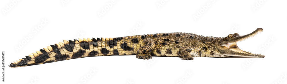 Naklejka premium West African slender-snouted crocodile, 3 years old, isolated