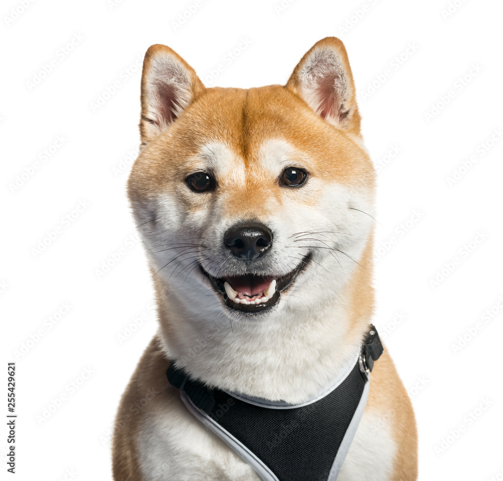Shiba Inu in front of white background