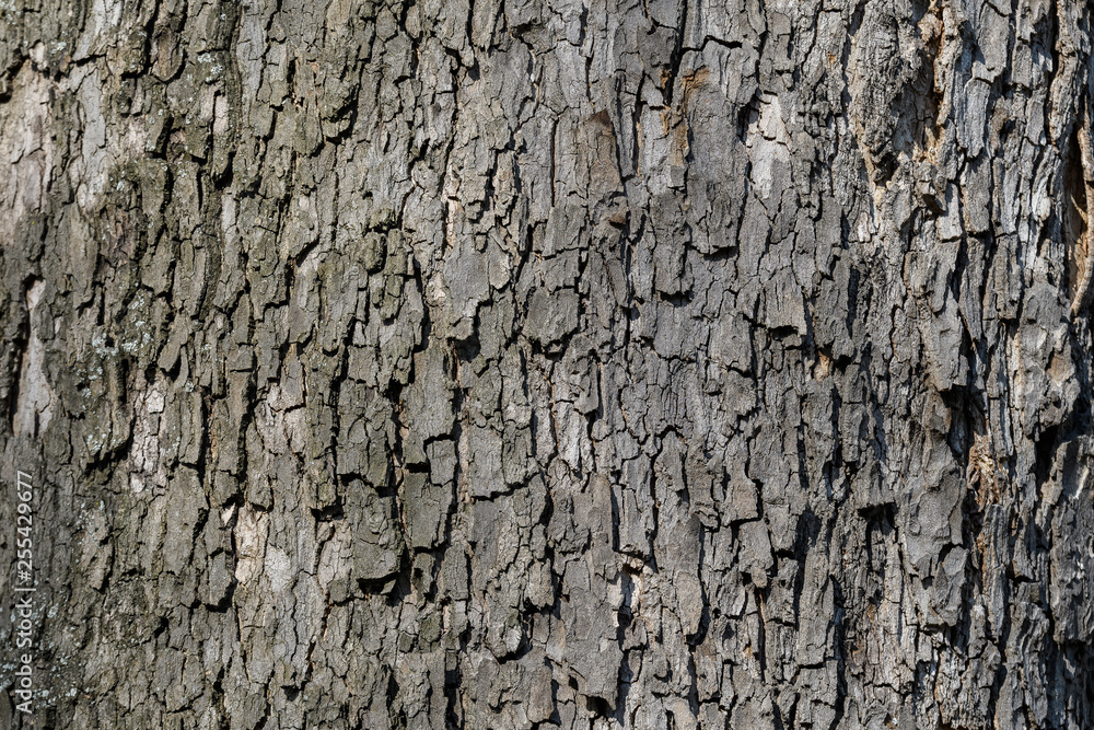 Background of dark grey old tree bark surface, simple natural textured background Background of dark grey old tree bark surface, simple natural textured background