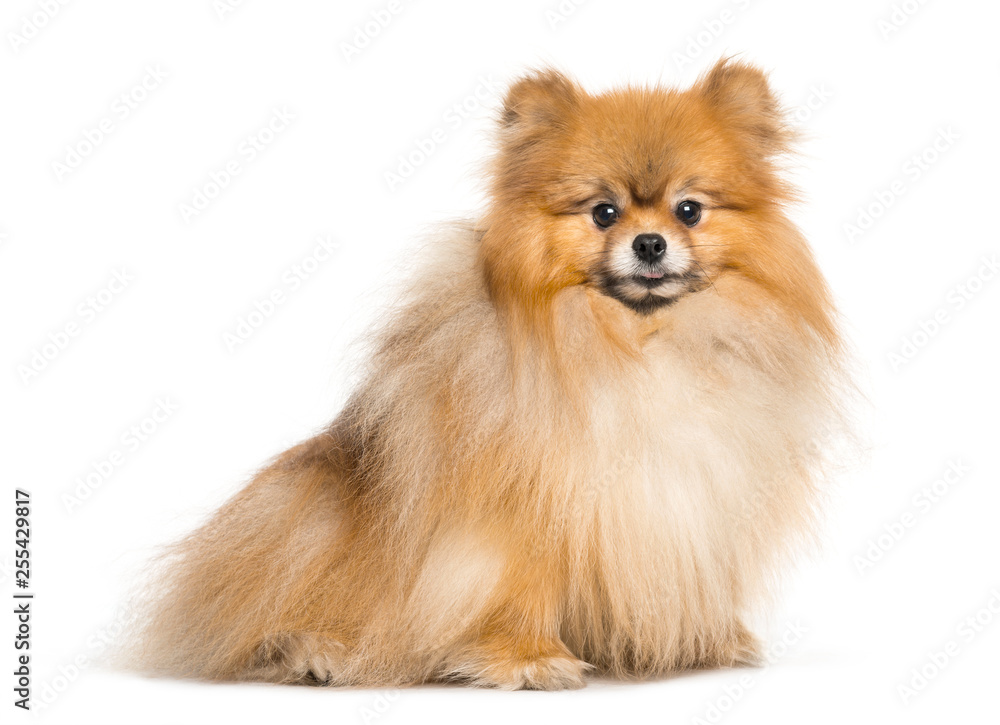 Spitz dog sitting in front of white background Spitz dog sitting in front of white background