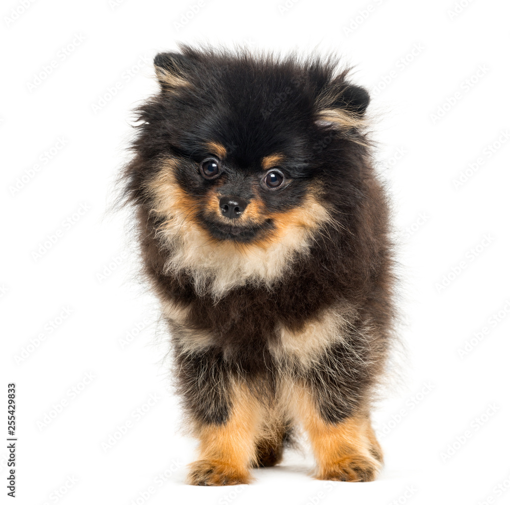 Spitz dog, 5 months old, in front of white background