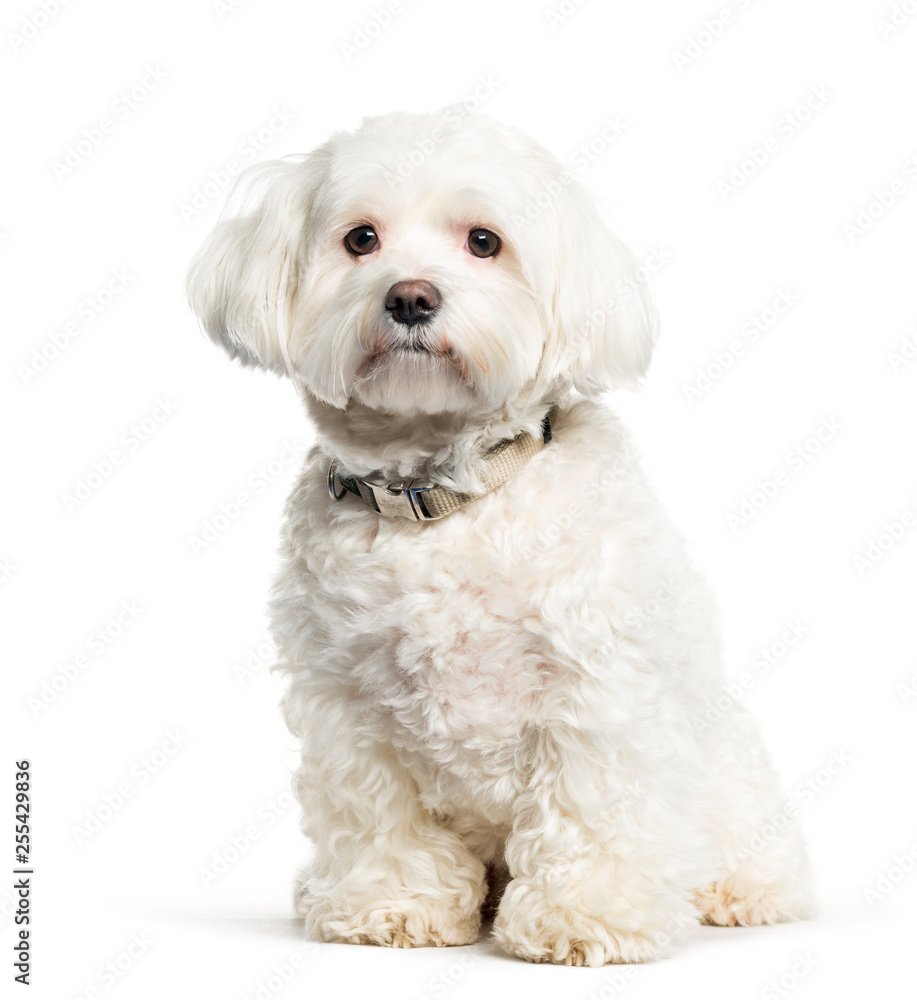 Maltese dog sitting in front of white background