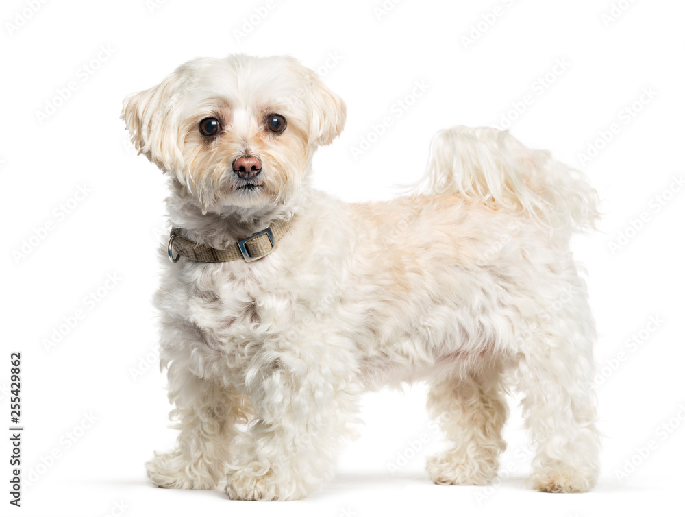 Maltese dog in front of white background Maltese dog in front of white background