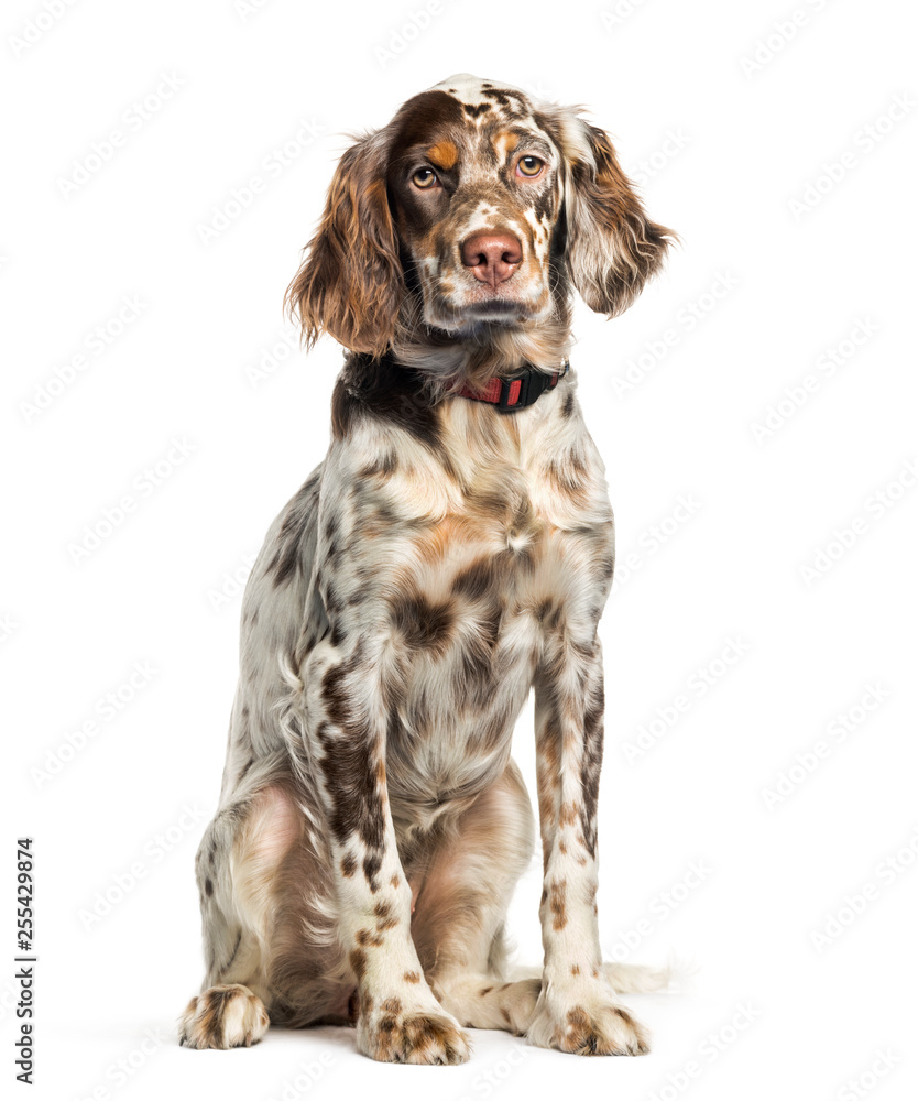English Setter, 6 months old, sitting in front of white backgrou English Setter, 6 months old, sitting in front of white backgrou