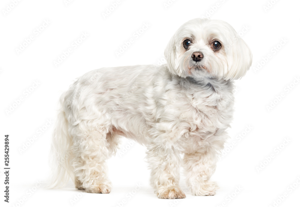 Maltese dog in front of white background Maltese dog in front of white background