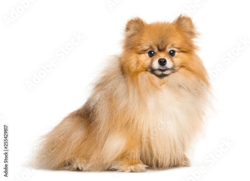 Spitz dog sitting in front of white background © Eric Isselée