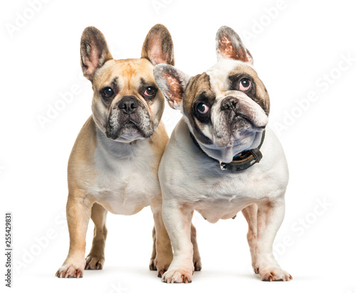 French Bulldog in front of white background