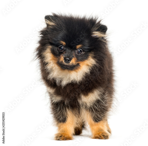 Spitz dog, 5 months old, in front of white background