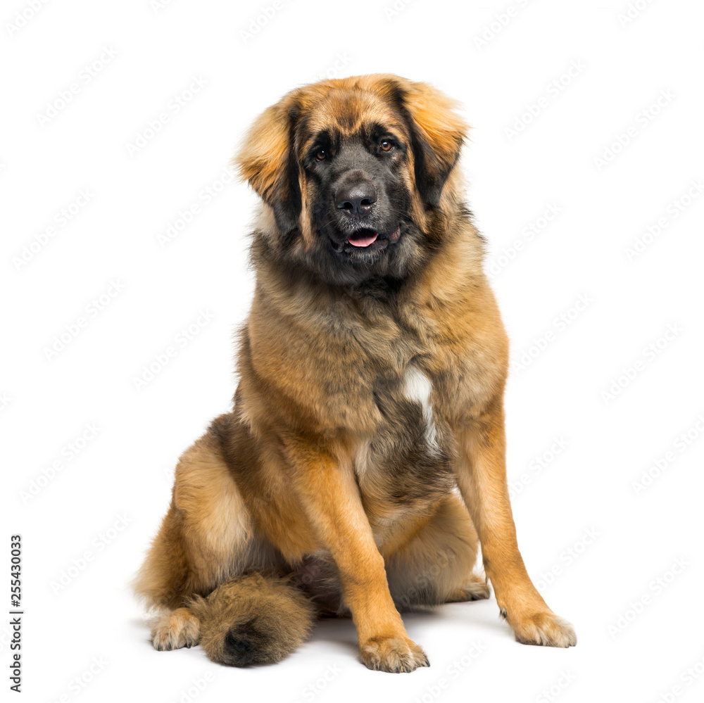 Mixed-breed dog sitting in front of white background Mixed-breed dog sitting in front of white background