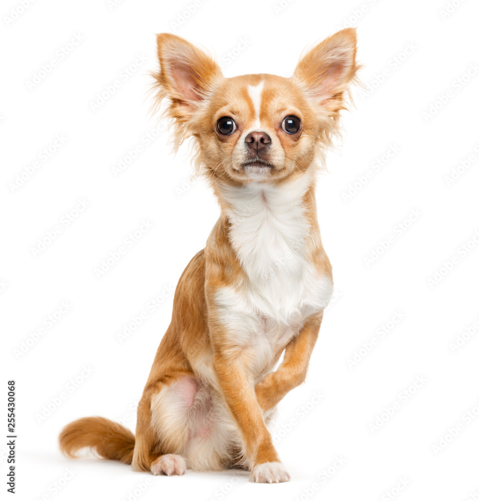 Chihuahua, 9 months old, sitting in front of white background Chihuahua, 9 months old, sitting in front of white background
