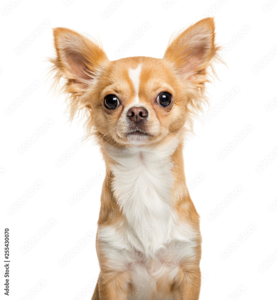 Chihuahua, 9 months old, in front of white background
