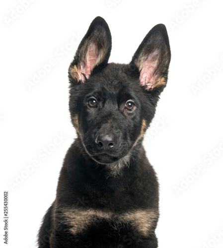 Mixed breed dog  4 months old  in front of white background