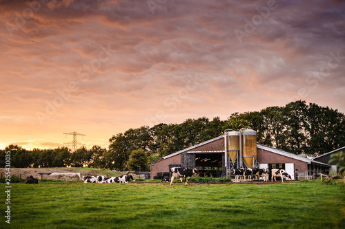Sunset at Dutch farm with cows