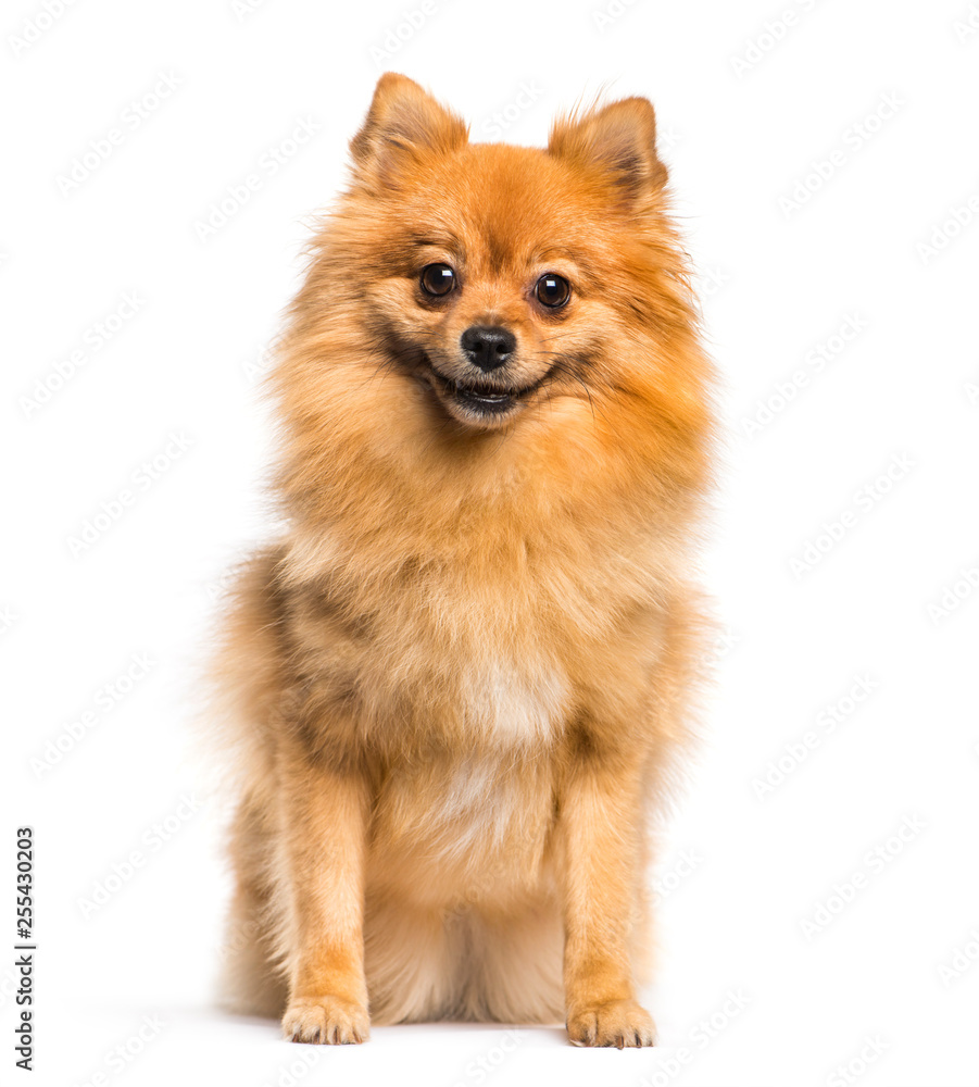 German Spitz Klein sitting in front of white background German Spitz Klein sitting in front of white background